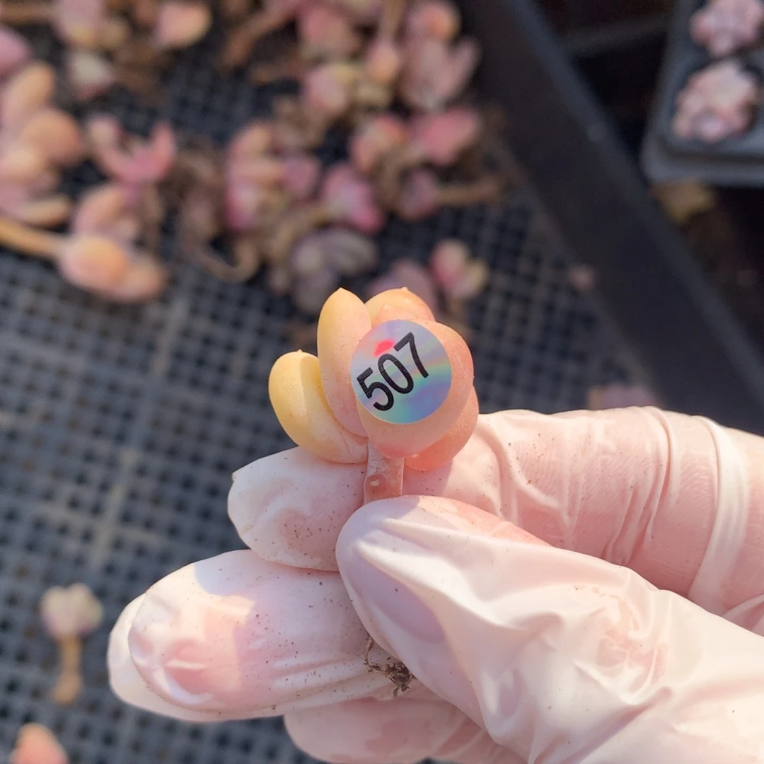 蛋黄奶酪多肉507