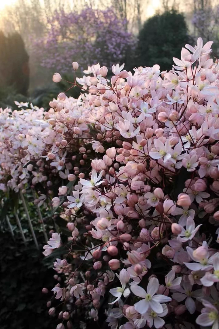 苹果花铁线莲爬藤花卉常绿