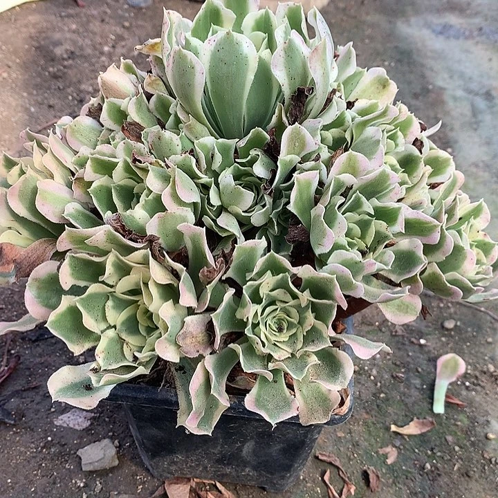 168白凤多肉植物