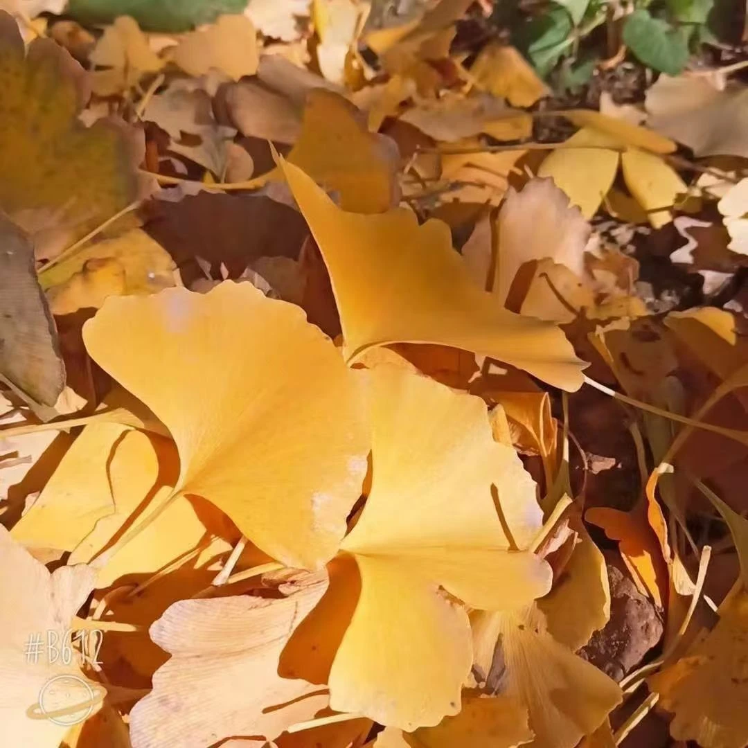 金色银杏叶花束银杏叶干花真花真树叶银杏叶花束diy手工花
