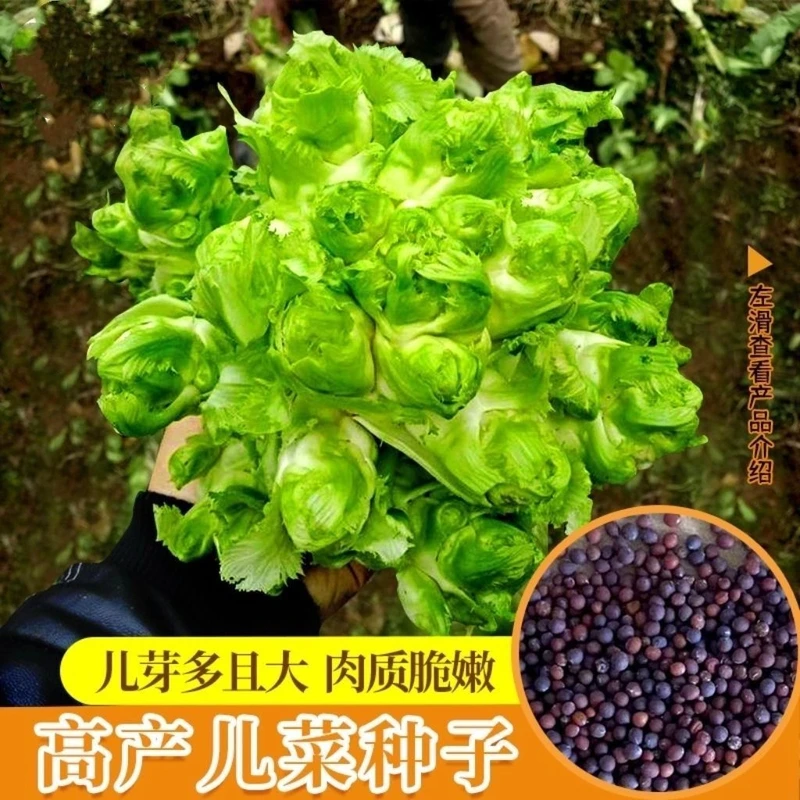 脆嫩大头儿菜种子四季播娃娃菜多头榨菜种子儿子菜秋冬季种植