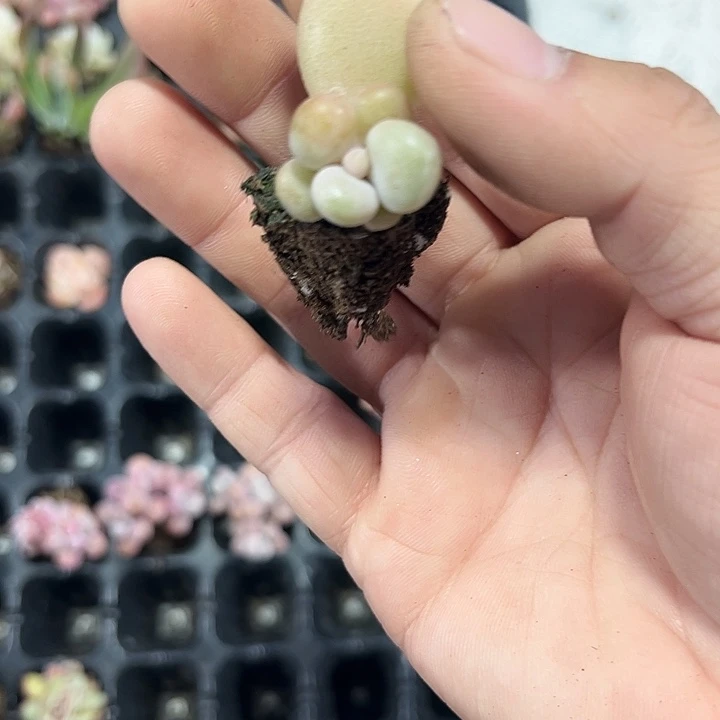 香蕉美人 满10颗包邮