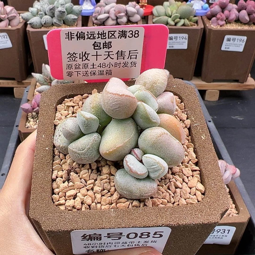 085硬叶白蛋多肉