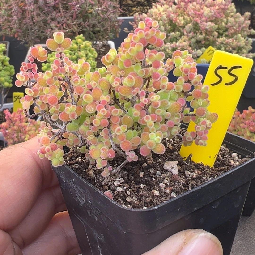 蜜橘糖球55号5.5cm盆