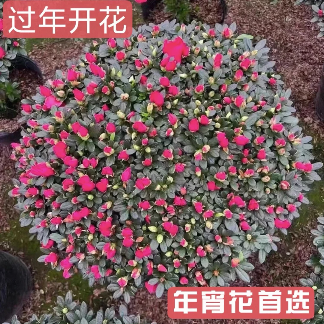 红宝石杜鹃花带花苞四季开花耐寒耐热室内外好养易活