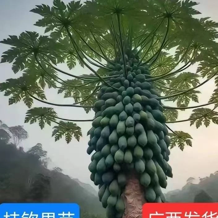 芮姐红心牛奶木瓜果苗矮化冰糖青木瓜大木瓜木苗冰糖心广西