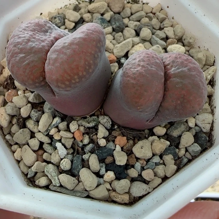 多肉植物大紫蘑菇头19号