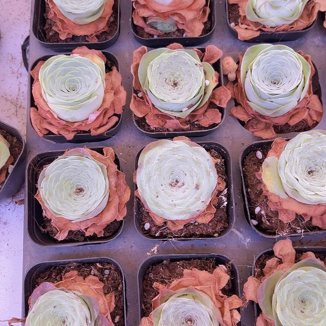 胖酒杯8盆带土带盆