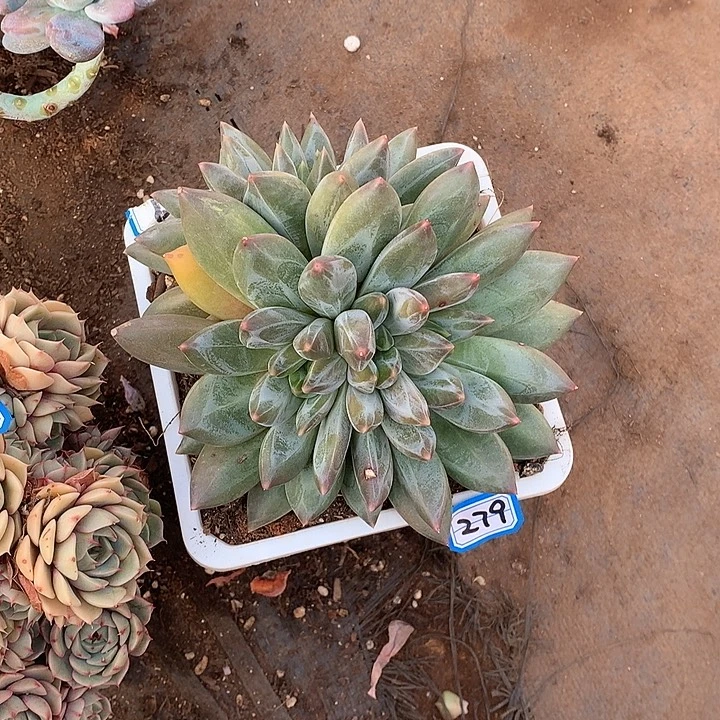 279从喽 一物一拍多肉