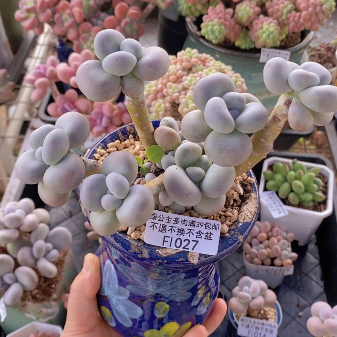 芭比奶洛老桩12cm1027多肉植物