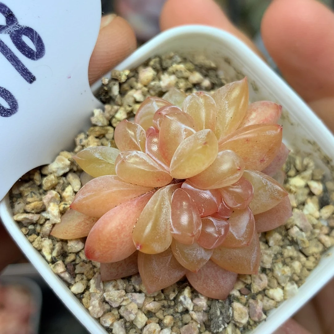 荆棘珍妮双头4878