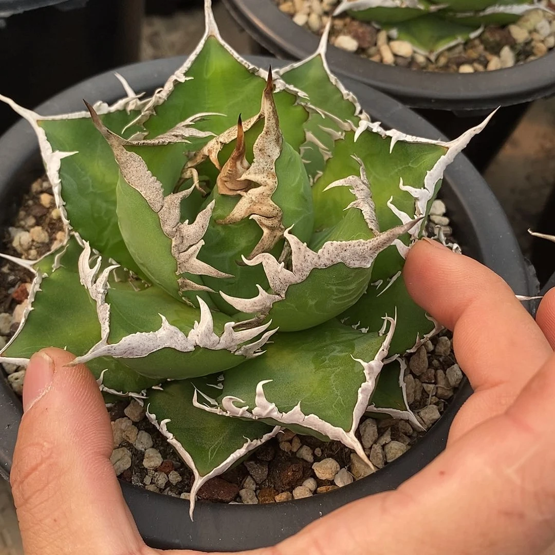 多肉植物龙蛇兰植物