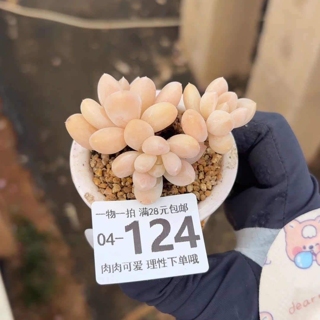 阮玲玉无盆土发货无盆