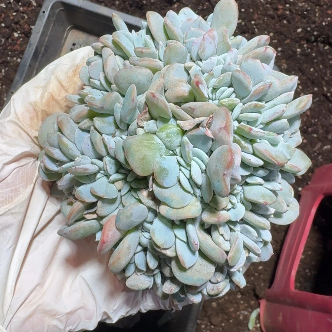 原始奶茶缀化一物一拍