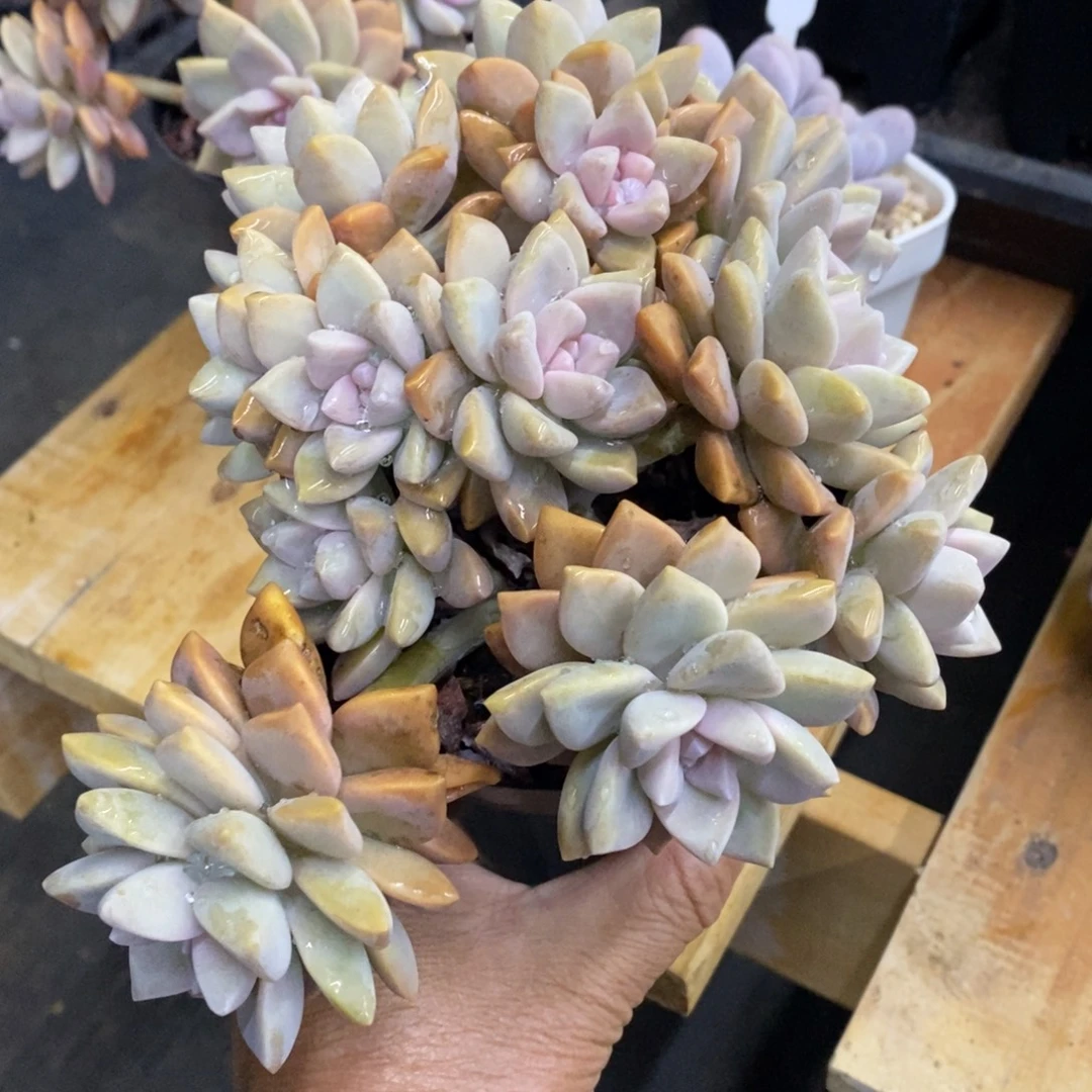 精品多肉一物一拍不包整171