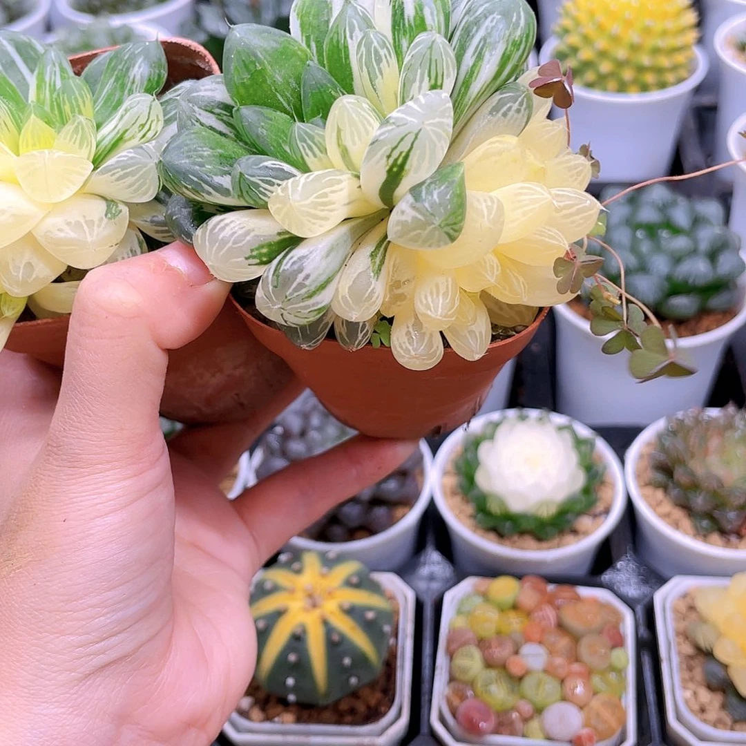 苏州玉露锦，原盆