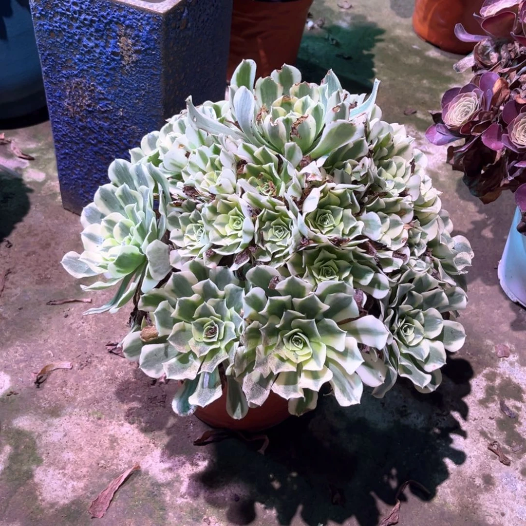 多肉植物绿豆莎0097
