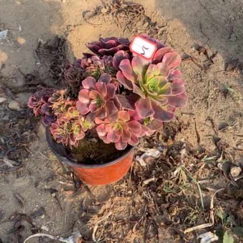 *️*美杜莎缀一物一拍