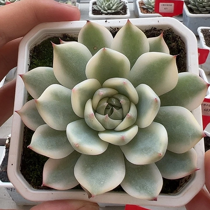 858号吉娃娃锦多肉植物