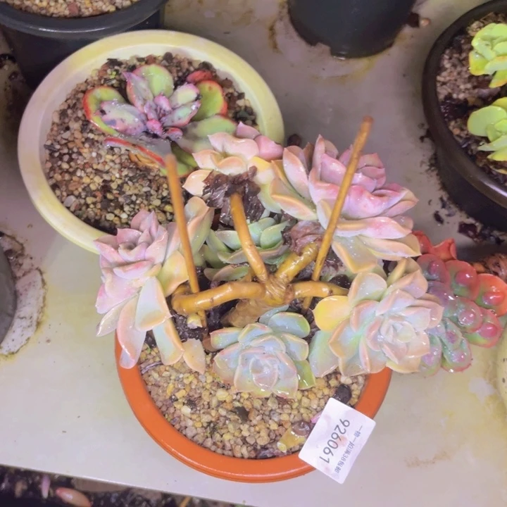 金***子哈利061多肉植物盆栽