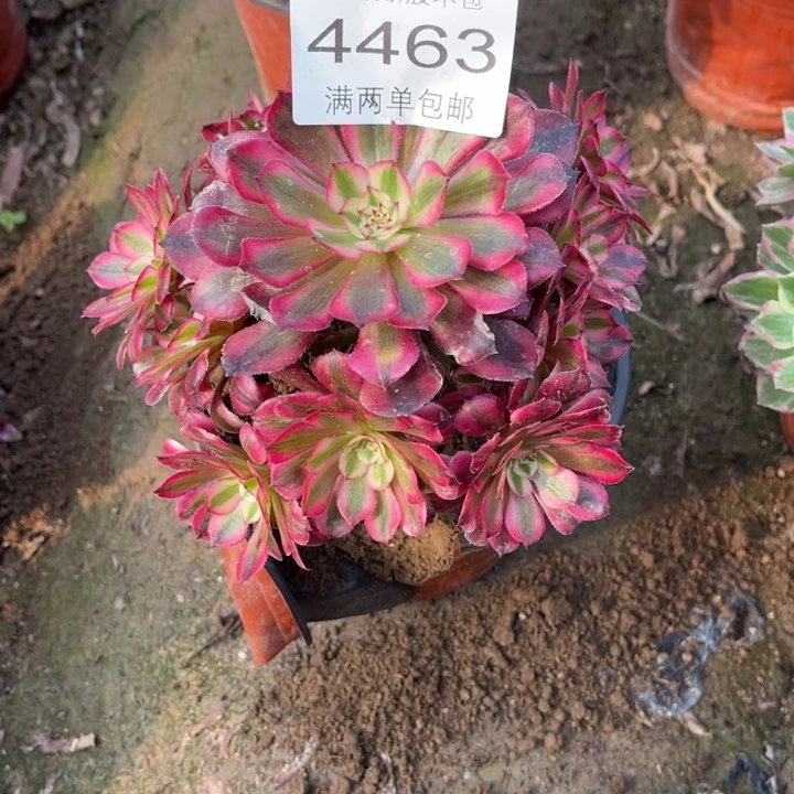 4463红铜的人多肉的