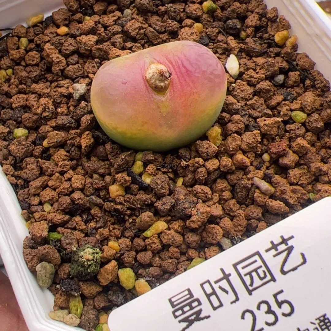 2.19水蜜桃杂多肉植物235
