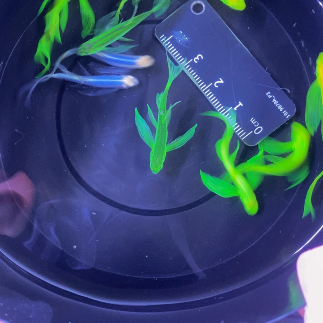 斑马鱼混色蝶3-4厘米30条