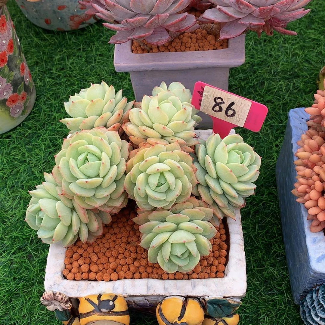 兔*恋曲多肉植物6262627