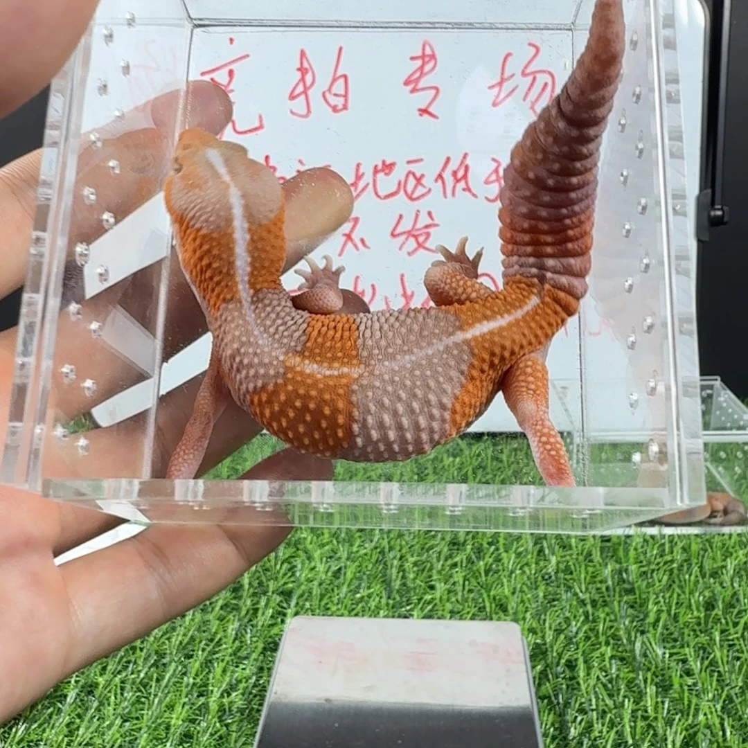 羊羔毛成体橘白母一只