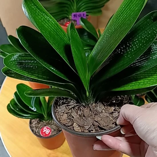 完全开放君子兰麻脸苗