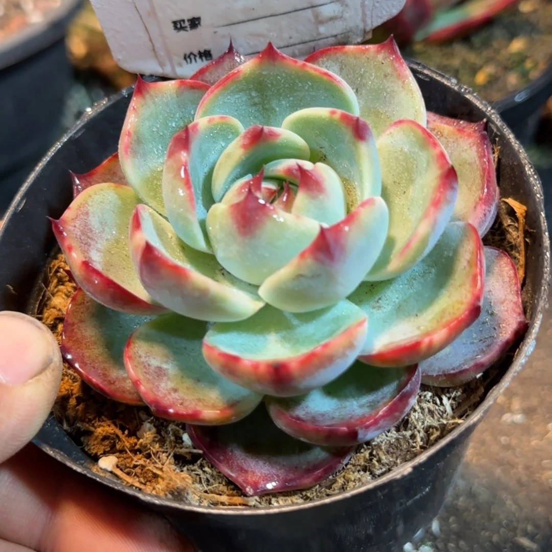 惊鸿一物一拍包装收缩花旱985