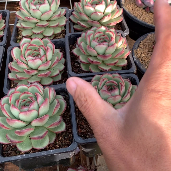 花田错多肉植物两单包邮