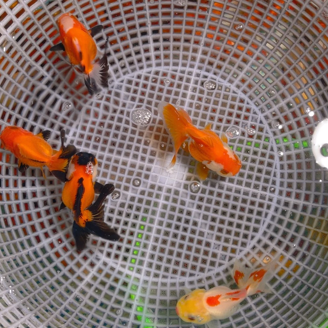 海水鱼花泰狮金鱼28