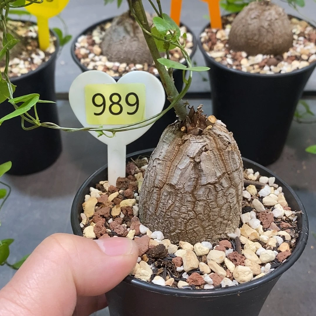 南非龟甲龙龟甲龙