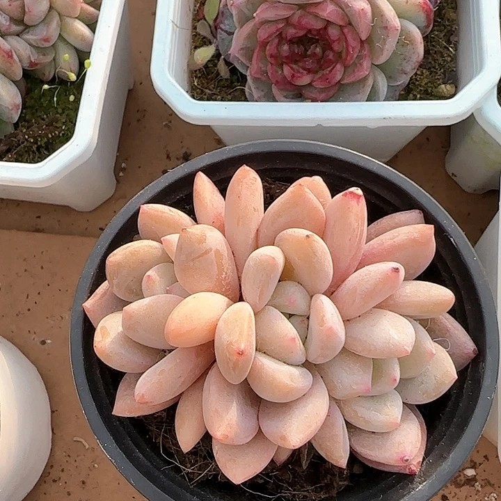 青蛙王子儿童洗发111