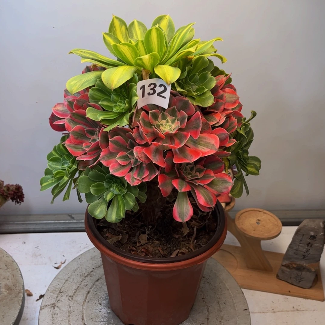 多肉植物嫁接132法师