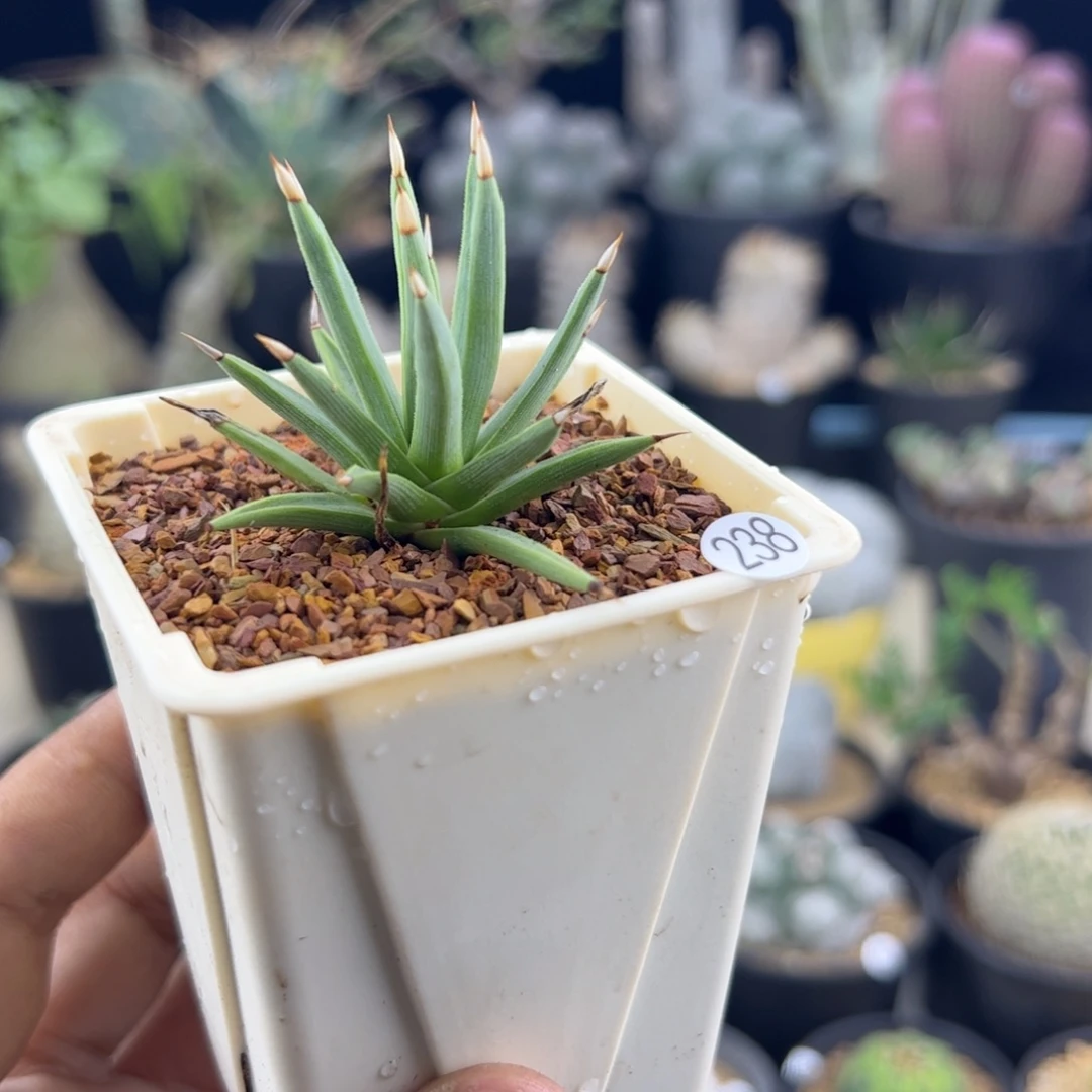 棉花糖龙舌兰一物一拍