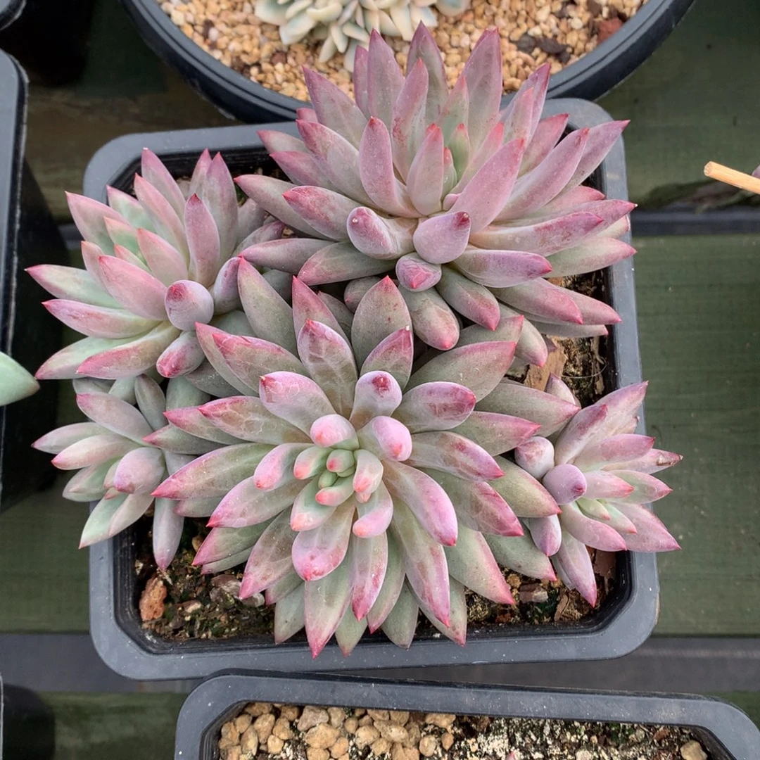 虞美人  多头 一颗