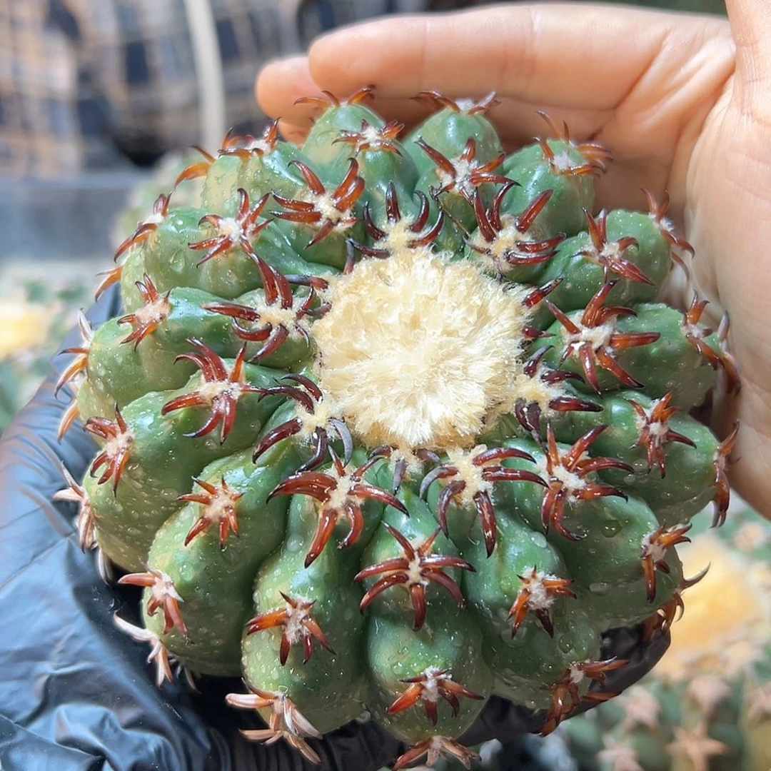 苗接大猫爪圆盘玉12公分无根