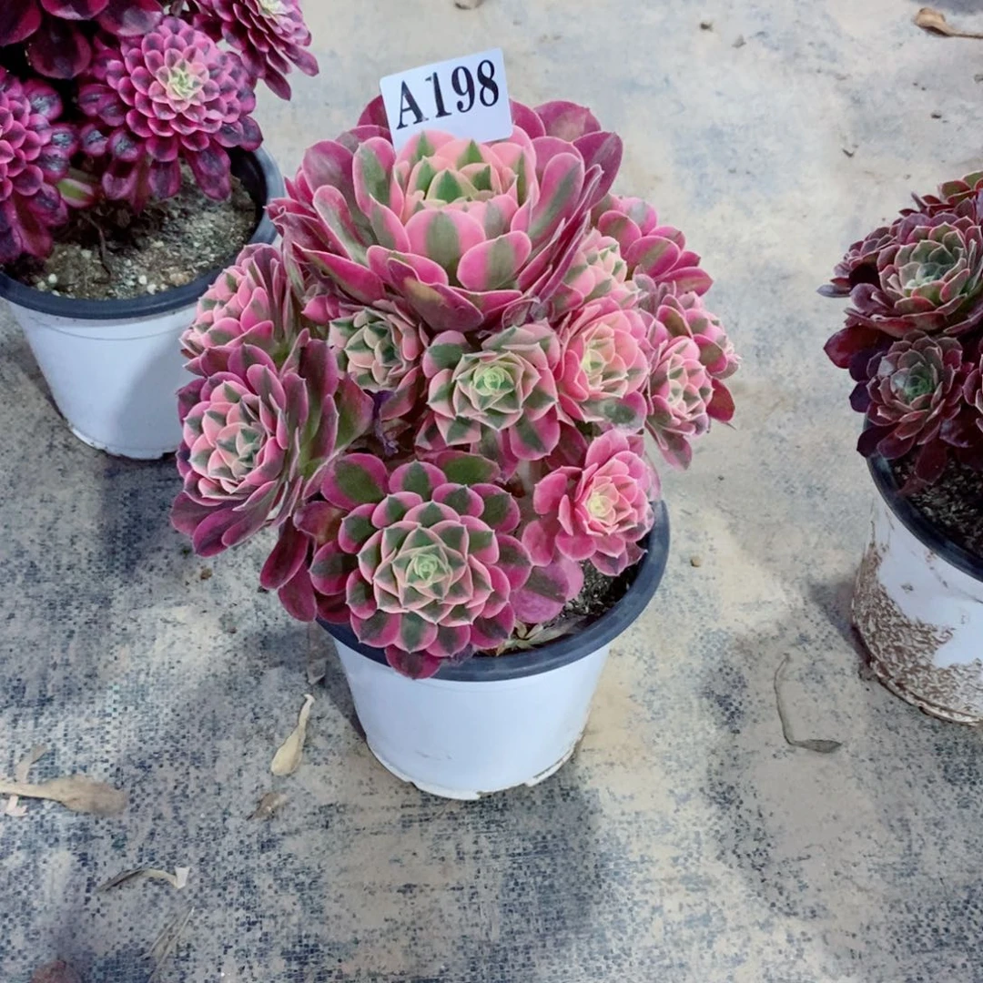 一**花嫩桩粉女巫198多肉法师植物