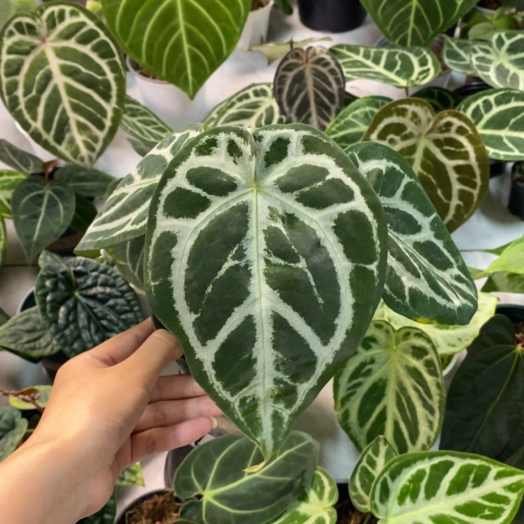 不开花植物skg杂粗脉撕裂