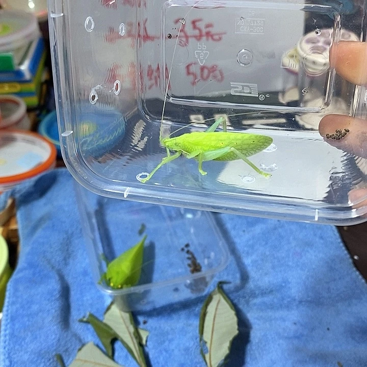 中长须翡螽2只包邮