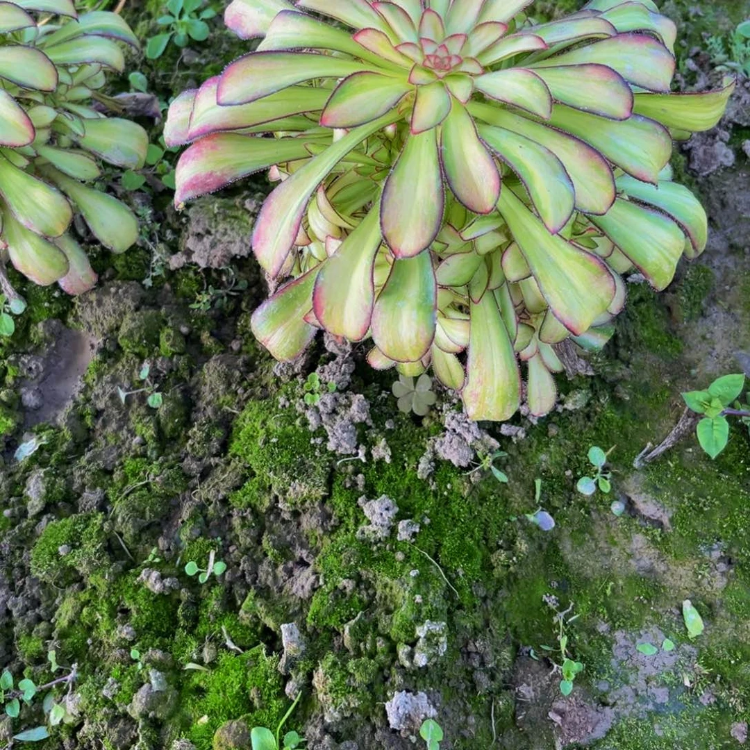 魅力锦多肉植物捧花的