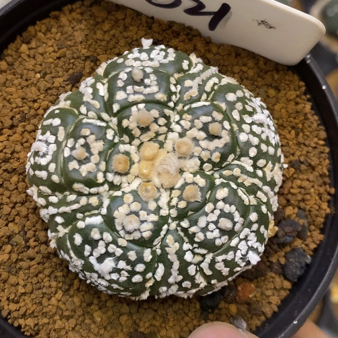 021五愣超兜龟甲福利特价