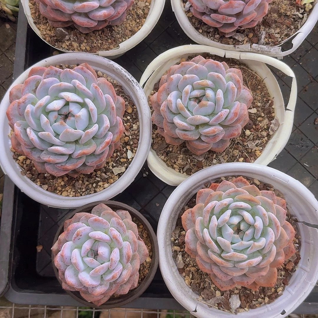 昂***诺无花朵框拍福利组合