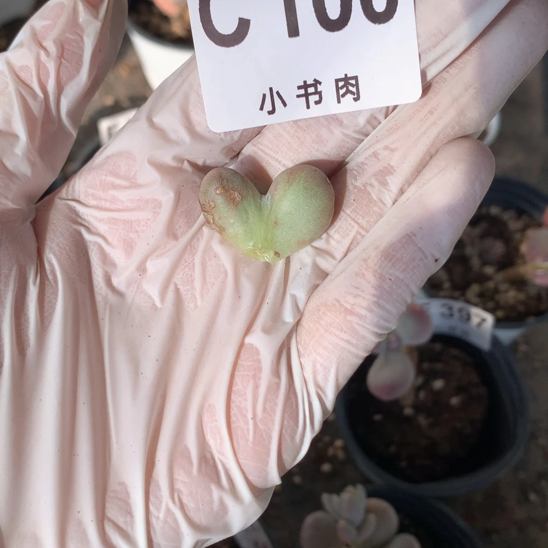 油煎叶片一片100