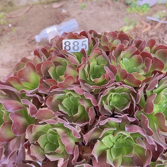 高***水多肉植物一个紫杨蓉