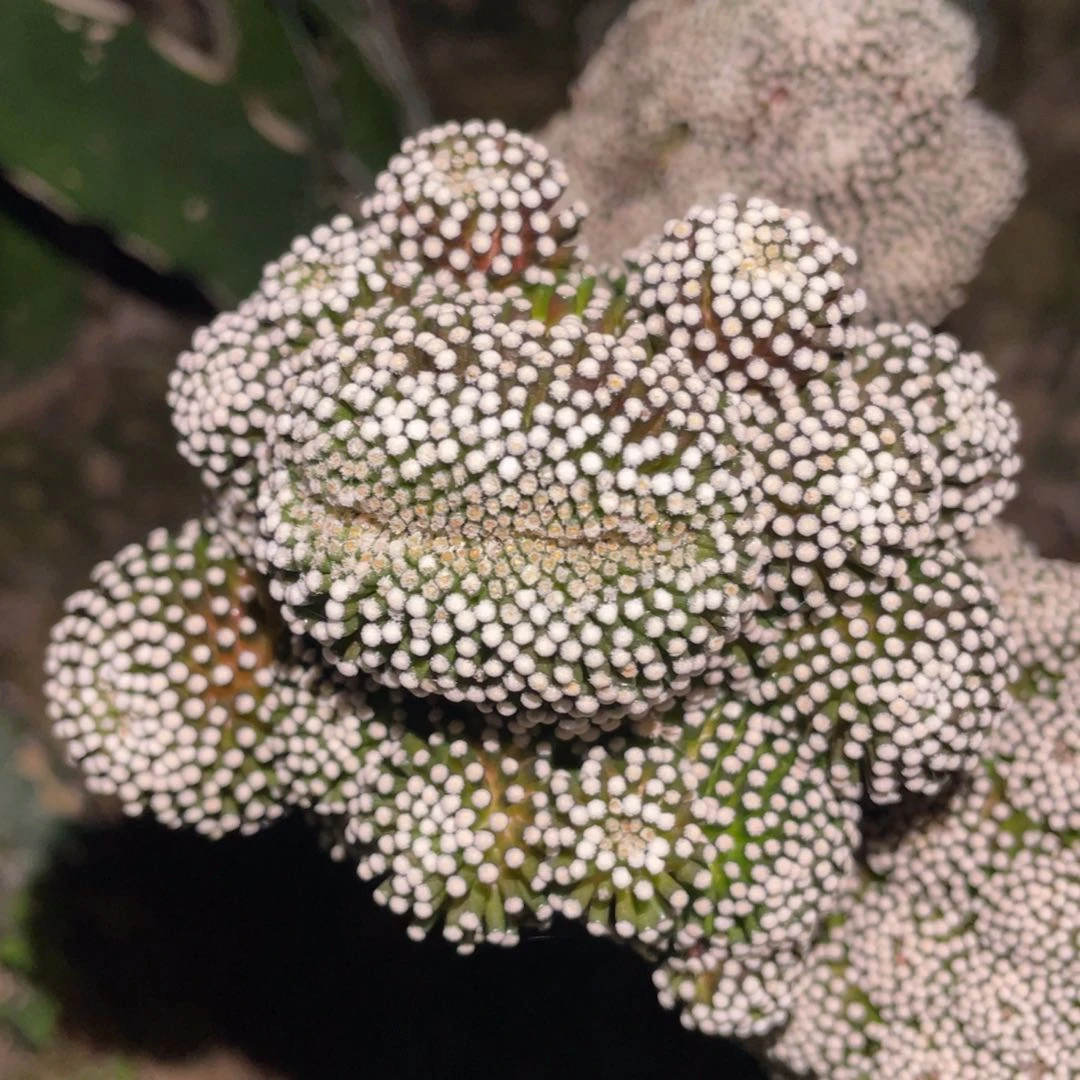 松针牡丹缀化群体 02 仙人球