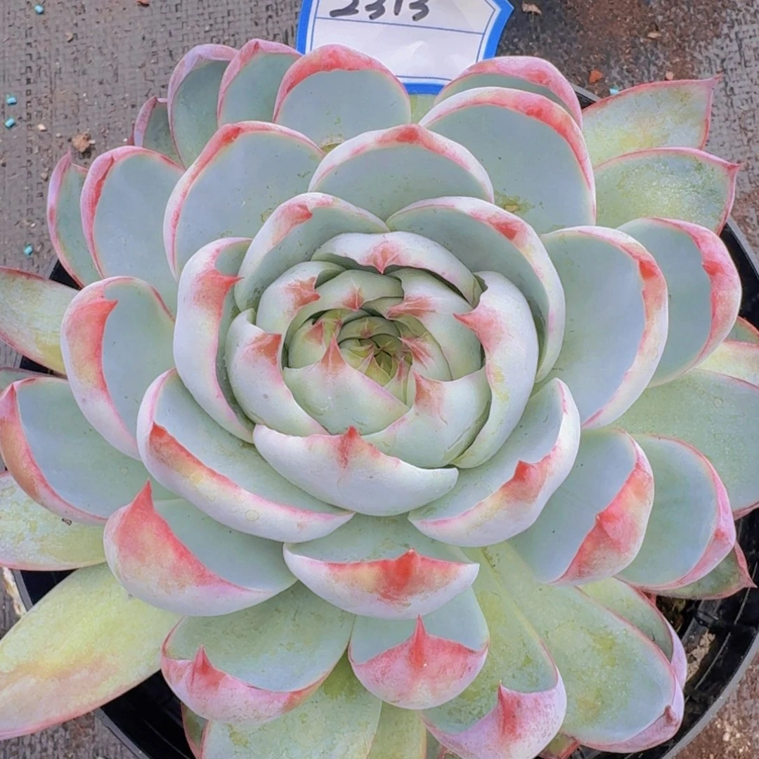 2313惊鸿凡艺多肉