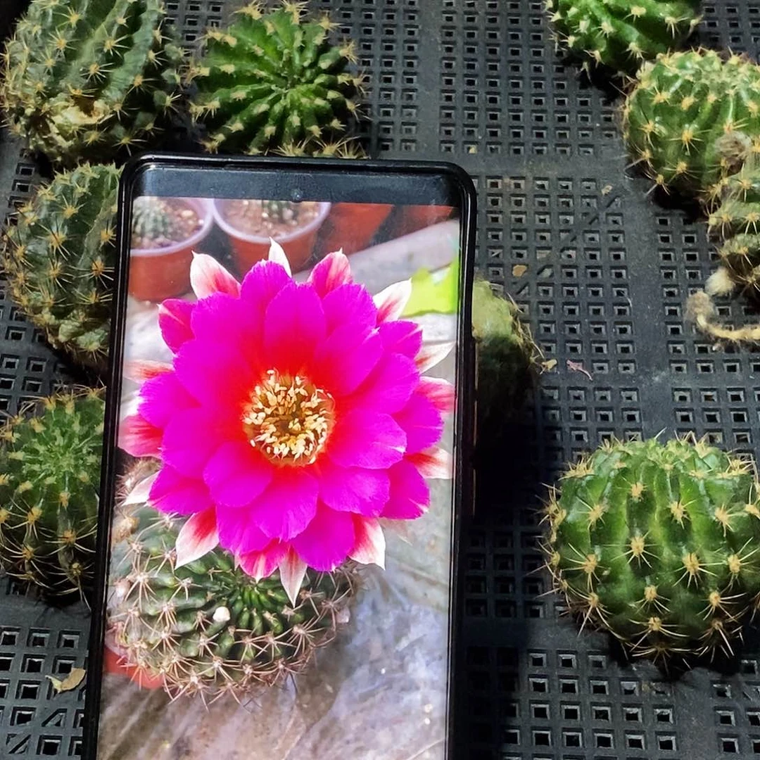 丽 —7侧芽歪20包邮/4公分